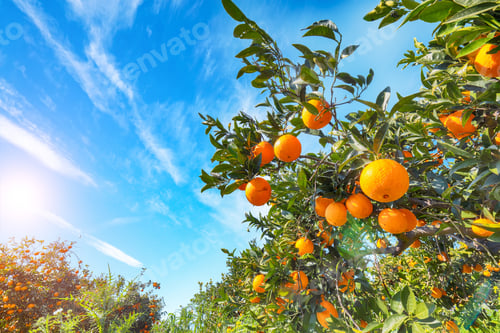 Preview: Ripe oranges on tree in orange garden.