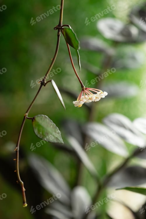 Preview: Hoya Krohniana Black Leaves Flower, Plant Care