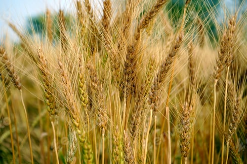 Preview: Wheat field. Ears of golden wheat close up.