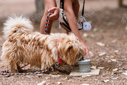 Preview: Professional training for dogs in nosework. An activity to find tasty treats by smell. Games for dog