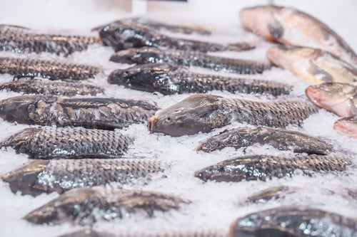 Preview: Close-up shot of an fish displayed in a supermarket in the ice.