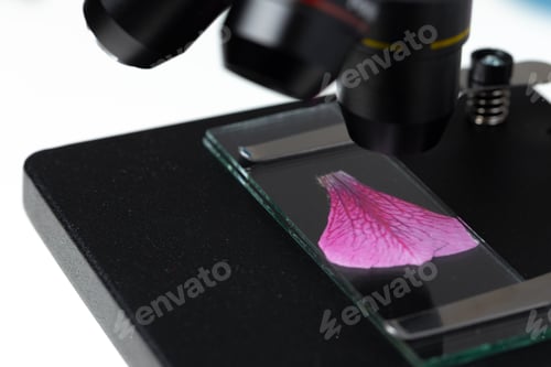 Preview: Pink flower leaf on a glass slide on a microscope