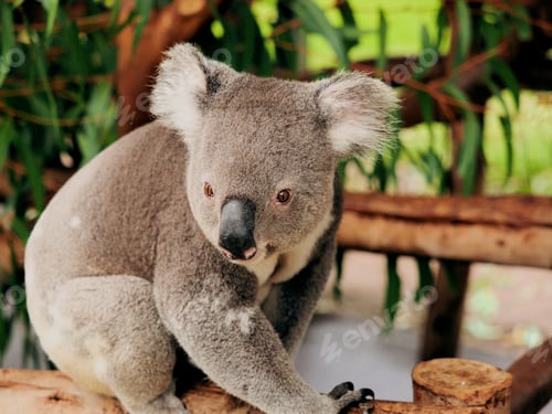 Vorschau: Nahaufnahme eines süßen Koalas in einem Zoo