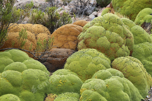 Preview: Yareta plant (Azorella compacta) in salar de surire national park
