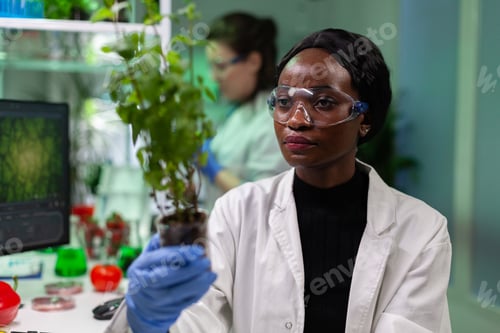 Preview: African american biochemist researcher holding genetically modified sapling