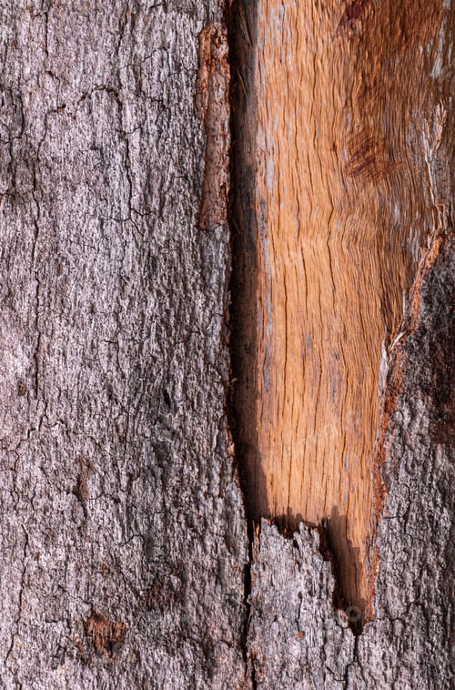 Preview: Different texture background of tree bark and wood grain of the old weathered rain tree