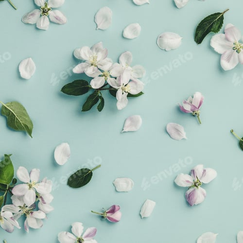 Preview: Flat-lay of white apple blossom flowers over light blue background, top view, flat lay