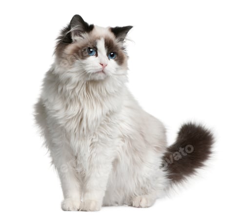 Preview: Ragdoll cat, 7 months old, sitting in front of white background