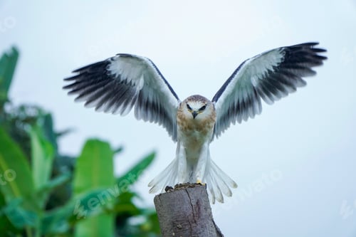 Preview: Black-winged kite (Elanus caeruleus)
