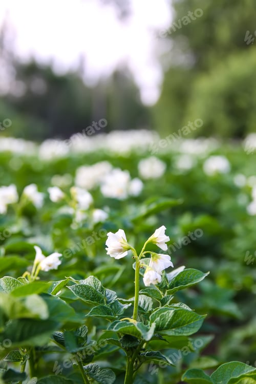 Preview: Potatoes flowers blossom on the farm field. Flowering potato plants.