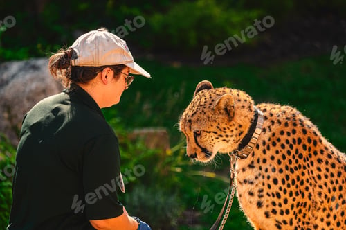 Preview: Zookeeper sitting closely with a cheetah with a leash in an outdoor setting on a sunny day