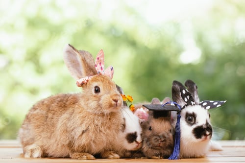 Preview: cute animal pet rabbit or bunny white or brown color smiling and laughing with copy space
