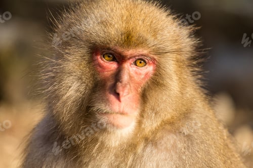Preview: Wildness snow monkey