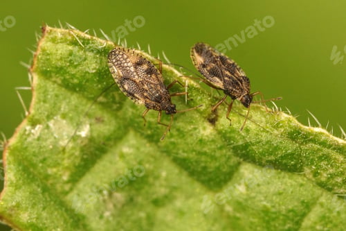 Preview: Selective focus of two small lace bugs on the leaf of green alkanet