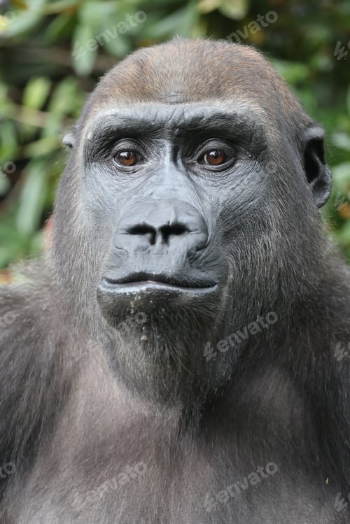 Preview: Close up view of a Western Lowland Gorilla