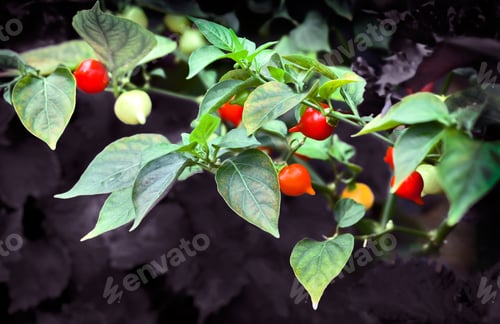 Preview: Biquinho Pepper