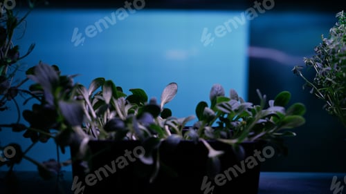 Preview: The Plant For Cooking An Aromatic Dish