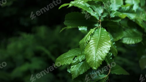Preview: leaves with water droplets on them hang in the forest canopy