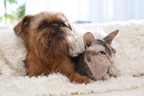 Preview: Adorable dog and cat together under blanket on sofa at home. Friends forever