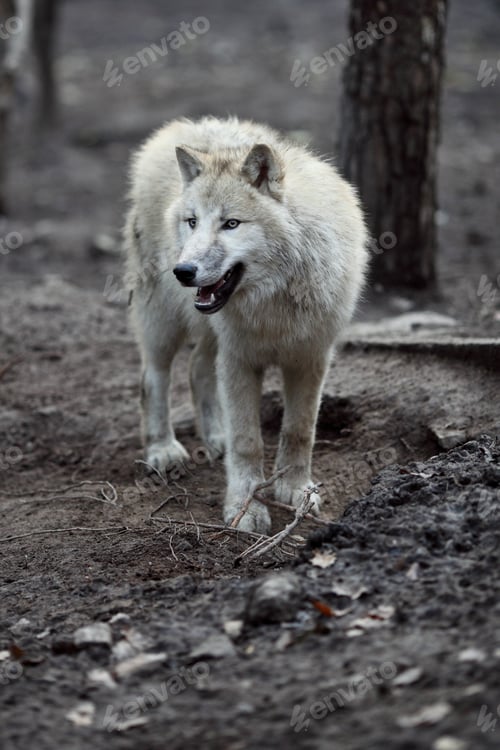 Preview: Arctic Wolf (Canis lupus arctos) aka Polar Wolf or White Wolf -