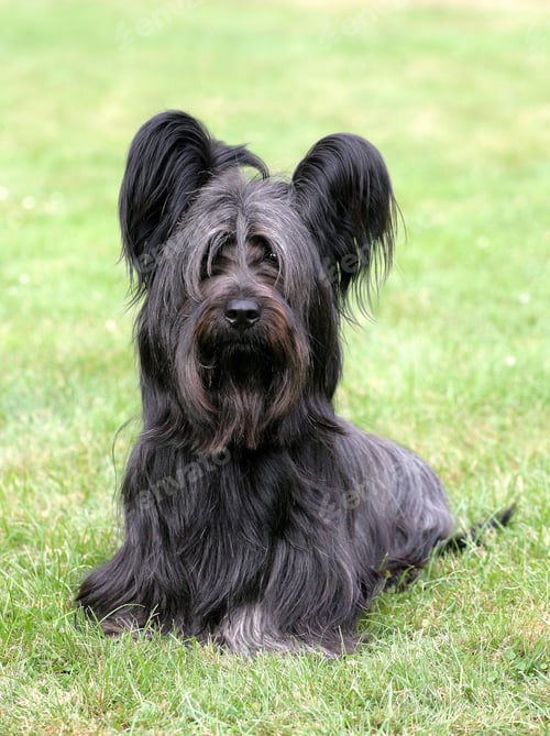 Preview: dog, pet, terrier, dogs