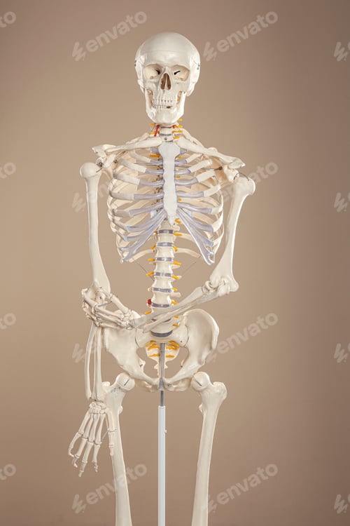 Preview: Artificial human skeleton model on beige background