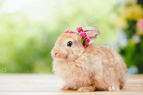 Preview: cute animal pet rabbit or bunny white or brown color for easter in natural easter celebration