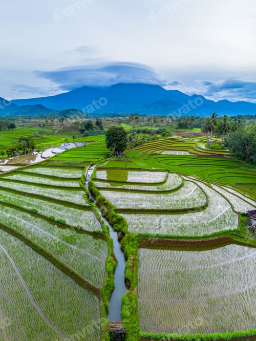Preview: Beautiful morning view in Indonesia, panoramic landscape of rice fields with mountain ranges