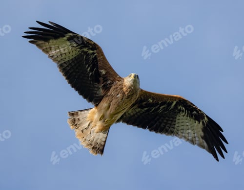 Preview: majestic bird of prey soaring in the clear blue sky, displaying its wingspan.