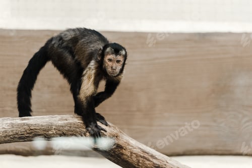 Preview: selective focus of chimpanzee in zoo