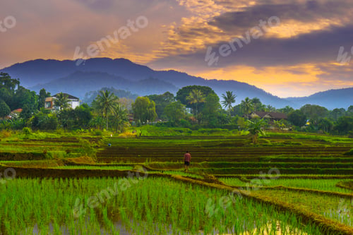 Preview: beautiful morning view panorama of indonesia agriculture