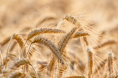 Preview: Close-up view of a golden wheat field with ripe ears of wheat swaying in the wind