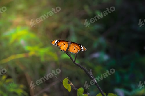 Preview: Vibrant orange butterfly on a twig.