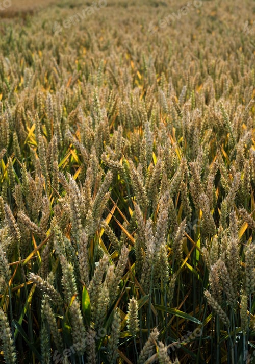 Preview: ripe ears of wheat, top view of cereals