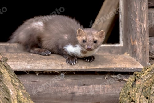 Preview: Stone marten resting in window sill