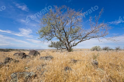 Preview: Dry Grassland with Clouds and Sky above
