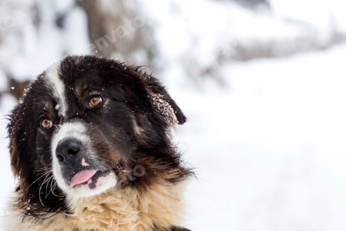 Preview: Funny mioritic shephed dog licking in winter