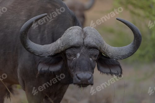 Preview: Closeup shot of a buffalo looking towards the camera