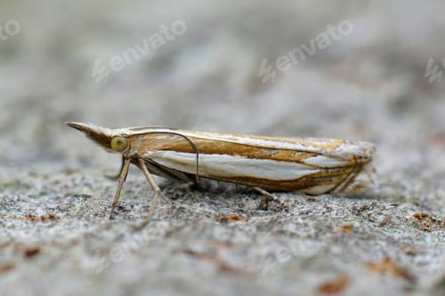 Preview: Closeup on the white striped micro crambid moth, the Inlaid Grass-veneer, Crambus pascuella