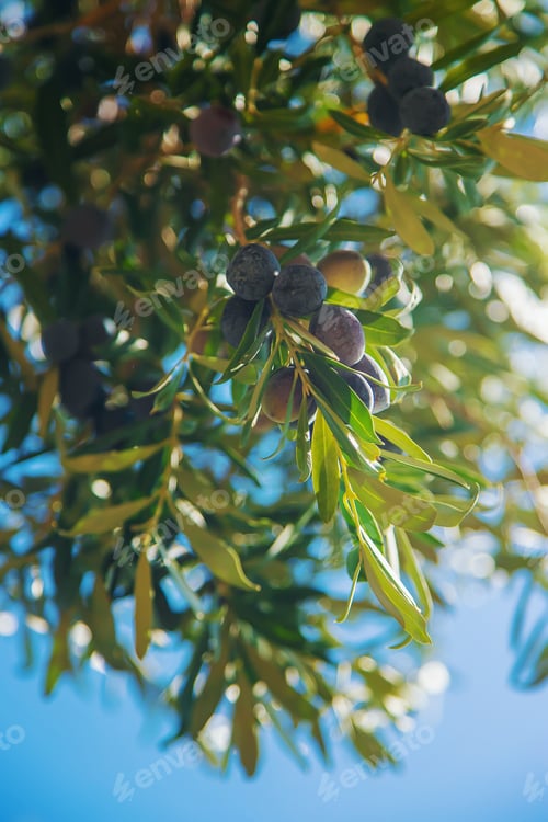 Olive Branches with Olives Growing on Tree