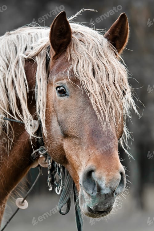 Preview: beautiful horse