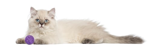 Preview: Side view of a British Longhair kitten lying with ball, 5 months old, isolated on white