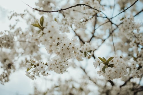 Preview: Closeup shot of tree blossom