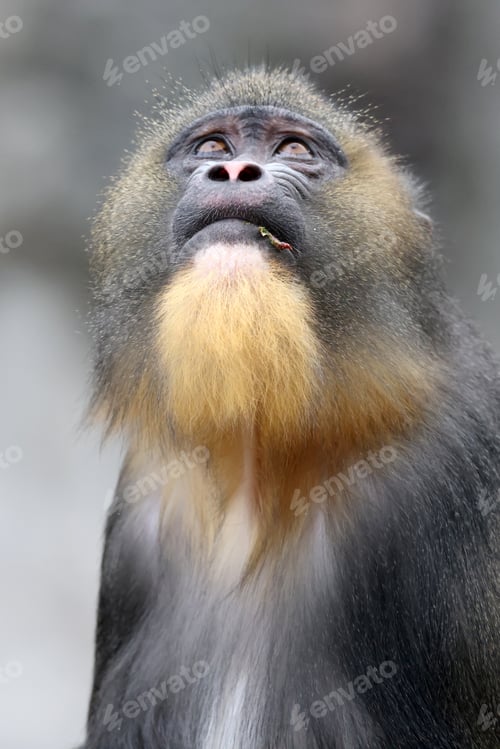 Preview: A mandrill (Mandrillus sphinx) portrait