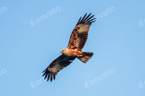 Preview: Flying eagle isolated on a light blue background