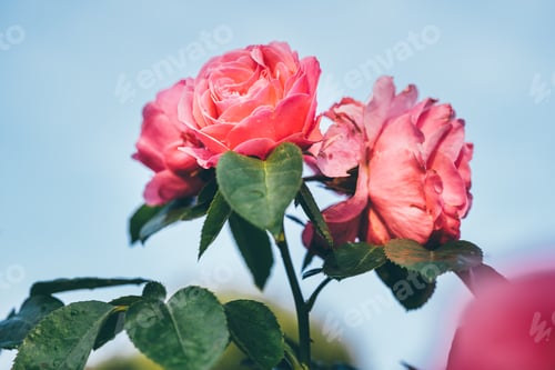 Preview: Beautiful roses in a park against blue sky