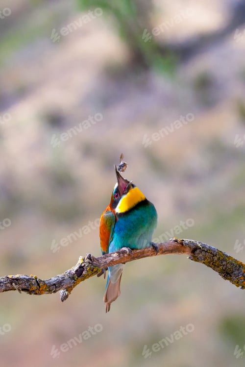 Preview: Bee-eater