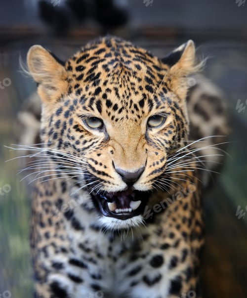 Preview: Close angry leopard portrait