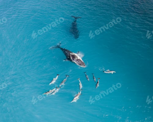 Preview: Top view shot of a Humpback whale in the ocean