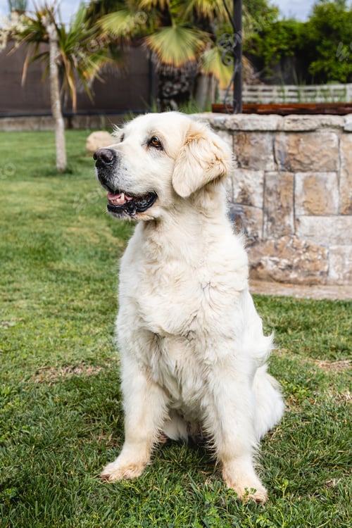 Preview: Golden retriever sitting on green grass near stone wall. Animals.